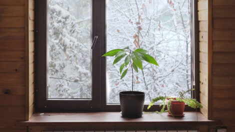 Bringing Plants Indoors for Winter: 4 Essential Tips for Indoor Plant Design